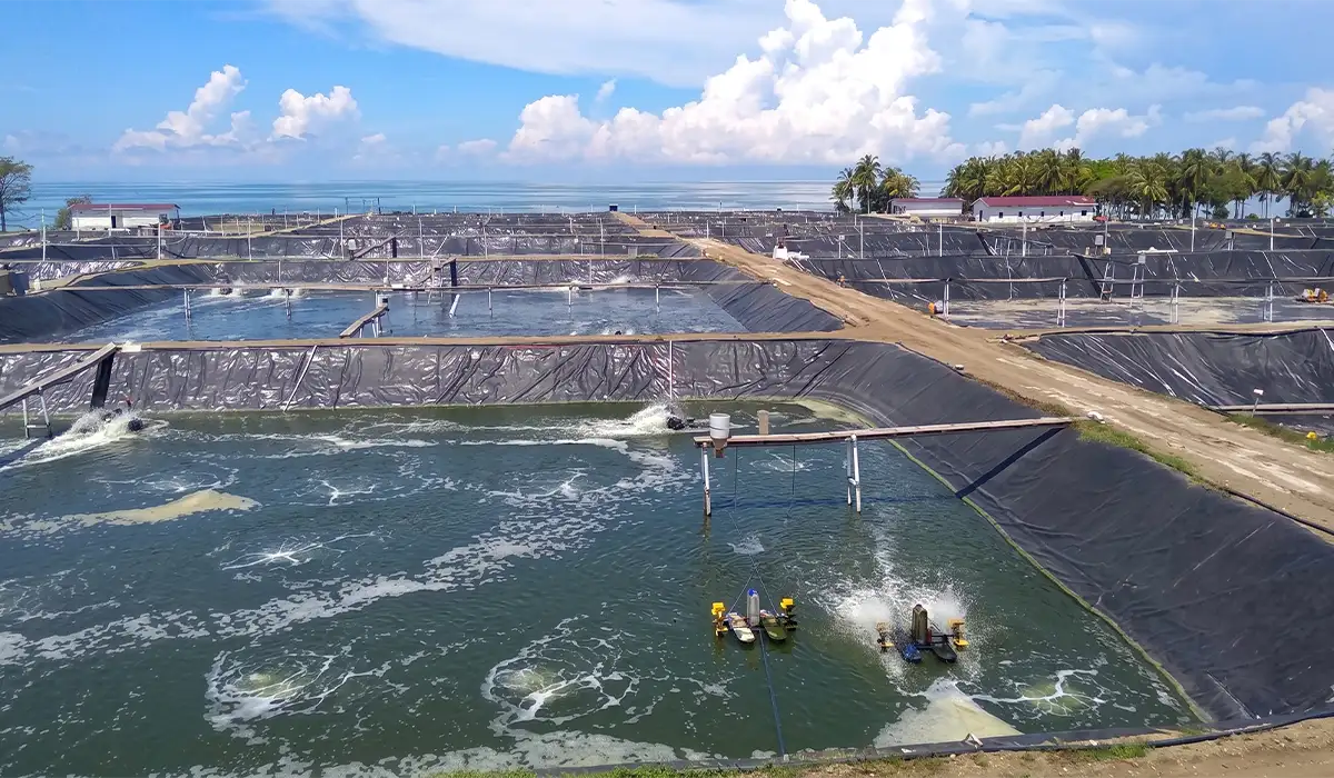 Shrimp Pond Geomembrane: Jeneponto Project Case Study