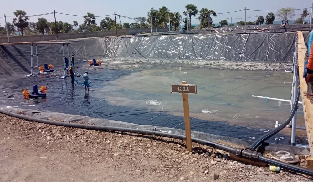 Geomembrane Menjadi Pilihan Mutlak untuk Kesuksesan Budidaya Udang Skala Besar