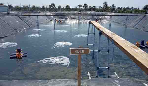 Sistem aerasi dan kelistrikan untuk tambak udang yang baik dan benar