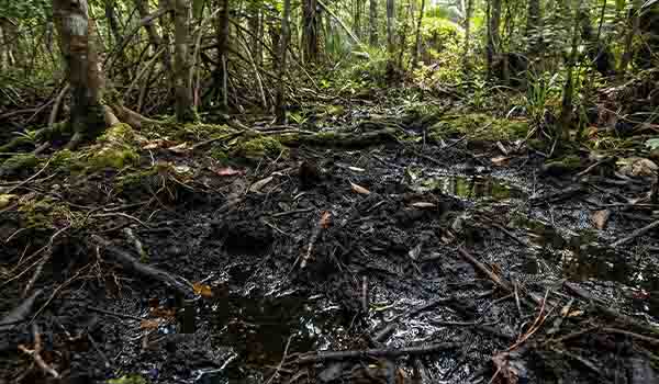 Tipe tanah Organosol, yaitu tanah gambut yang basah
