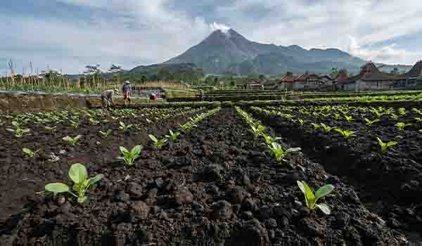 Kondisi tanah androsol, yaitu tanah yang subur karena dekat gunung api