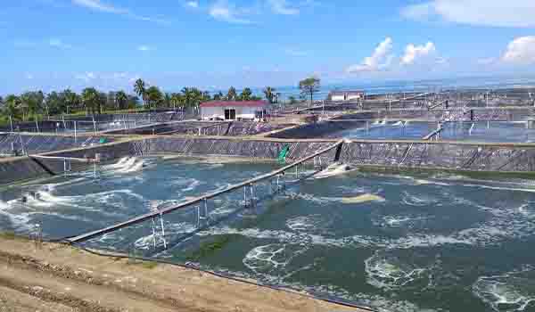Kolam tambak udang yang menggunakan geomembrane sebagai lapisan kedap air