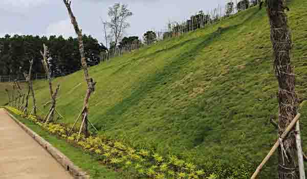 Lereng samping jalan yang sudah ditumbuhi rumput dari proses hydroseeding