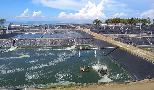 Geomemran sebagai pelapis kedap air untuk kolam tambak udang terbaik